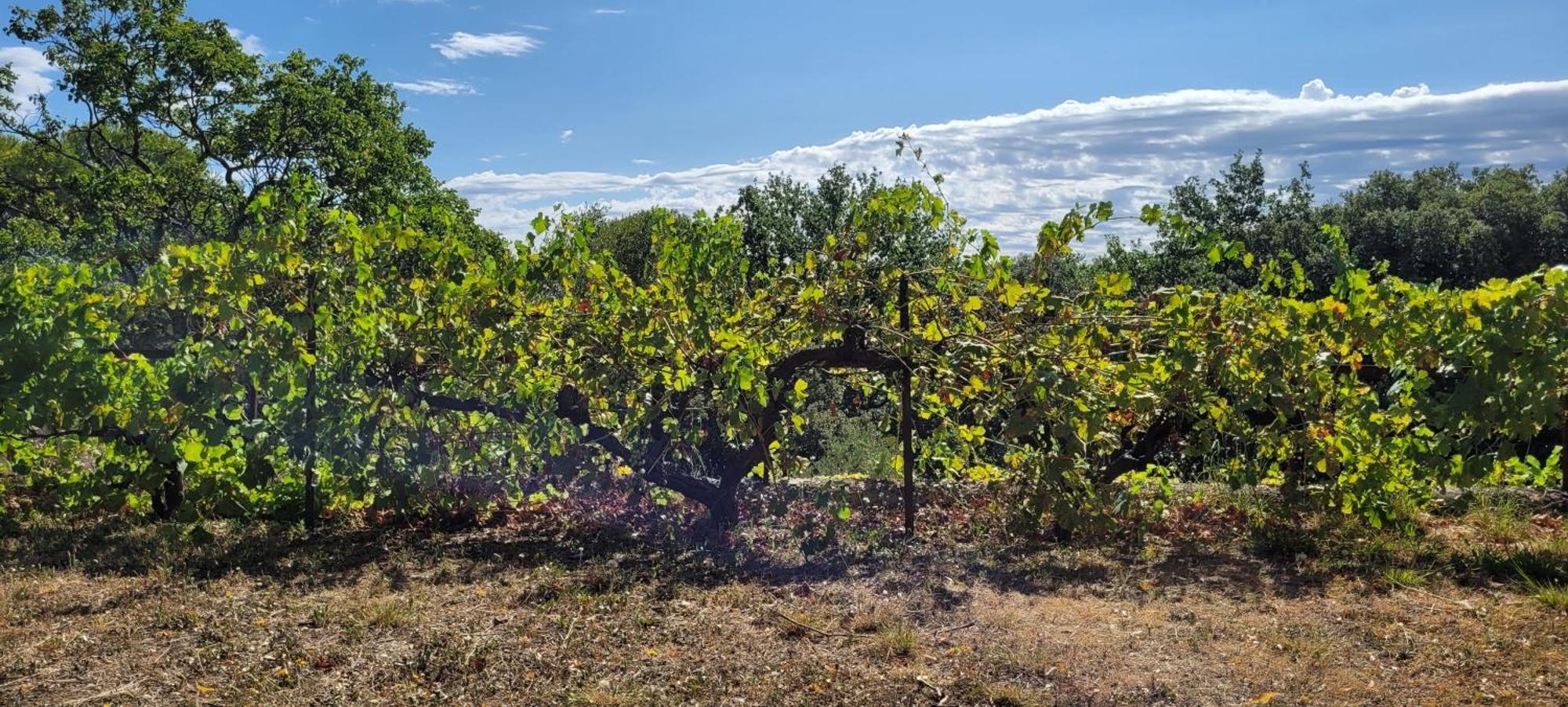 Le Domaine Du Soulier -Gite Et Chambres D'Hotes - La Maison Du Gardien Tornac Esterno foto